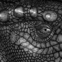Portrait of a Dragon